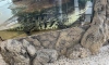 Крокодилом Гошей в ТК "Старая Деревня" теперь заинтересовались и в Росприроднадзоре