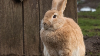 Кролик чуть не откусил палец годовалой петербурженке в новгородском контактном зоопарке