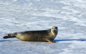 В Петербурге все чаще находят мертвых тюленей