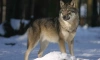 В Тихвинском районе волки напали на собаку