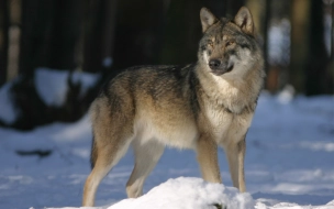 В Тихвинском районе волки напали на собаку