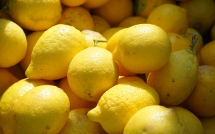 В порту Петербурга обнаружили имаго многоядной мухи-горбатки в партии свежих лимонов