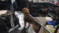 В Ленобласти спасли собаку, застрявшую в кессоне гаража