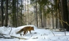 Биолог рассказал о начале гона у лисиц в Петербурге и Ленобласти