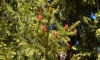 Петербуржцы заметили розовые шишки на елях