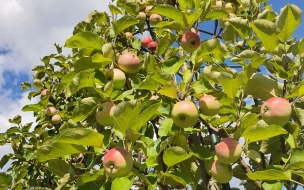 В день Яблочного Спаса в парке Монрепо топиарный сад откроется для бесплатного угощения гостей яблоками и грушами
