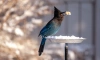 Жителей Ленобласти приглашают принять участие в акции "Покормите птиц зимой"