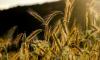 Ученые из Ленобласти создали гибрид ржи и пшеницы