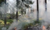 В Ленобласти 5-7 июня повышается вероятность возникновения природных пожаров