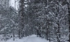 В Ленобласти 29 ноября местами пройдёт снег