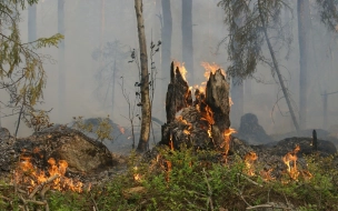 Дрозденко утвердил план тушения лесных пожаров в Ленобласти