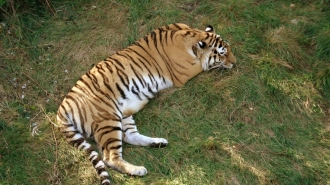 Правительства РФ и КНР вместе займутся сохранением амурского тигра и дальневосточного леопарда