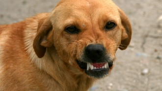 Свыше пяти тыс. петербуржцев пострадали от нападений собак