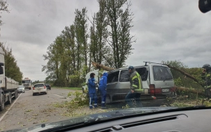 На подъезде к Гатчине водительToyota скончался, врезавшись в упавшее дерево