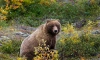 В комитете по животному миру Ленобласти опровергли новость о медведе, загрызшем грибника