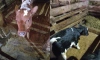 В Ленобласти корова Ласточка родила двух телят с разницей в четыре дня