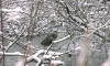 Более 30 серых цапель остались зимовать в Ленобласти