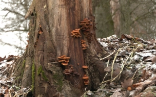 Петербуржцам рассказали, где найти съедобные грибы зимой