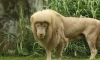 У льва из зоопарка в Гуанчжоу выпрямилась грива из-за экстремальной влажности
