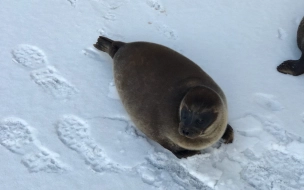 Петербургский Центр спасения тюленей будет примирять рыбаков с нерпами