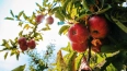 Ленобласть встречает Яблочный Спас лужскими яблоками
