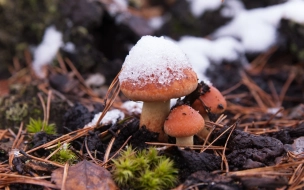 Петербуржцам рассказали, можно ли есть зимние грибы