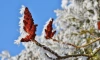 В Ленобласти 8 февраля пройдёт снег и до +2 градусов