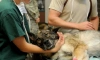 В Вырице откроется ветеринарный участок 11 июня