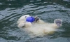 В Ленинградском зоопарке 15 июля пройдет День арктического льда с оленями и белыми медведями