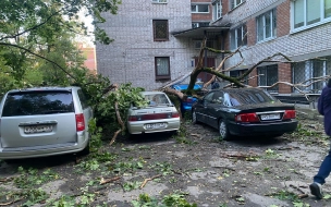 На Болотной дерево повредило четыре автомобиля