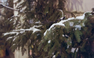 В Ленобласти 30 декабря пройдет небольшой снег