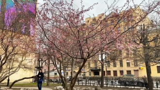 В саду Дружбы зацветает сакура на Литейном проспекте