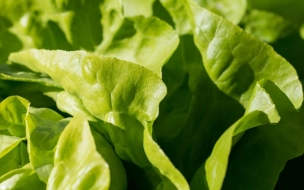 Вспышку циклоспороза в США связали с Taylor Farms, пишут СМИ