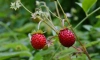 В Комздраве рассказали, на какие ягоды обратить внимание в июне