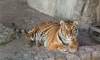 В Ленинградский зоопарк из Красноярского края переехала тигрица Виола