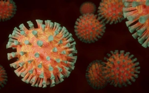 В Петербурге подтвердили 69 новых смертей от коронавируса