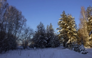 В воскресенье в Ленобласти выпадет небольшой снег