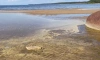 Сотрудники Росприроднадзора назвали причины жёлтого налёта на берегу Финского залива