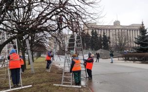 Петербургские садовники завершают формовочную обрезку деревьев на Московской площади