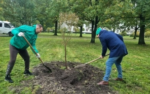 Петербуржцы высадили 20 ив на проспекте Народного Ополчения