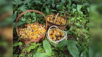 Петербуржцы поделились фото полных корзинкок грибов и ягод