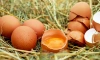 Птичий грипп стал причиной дефицита куриных яиц в Петербурге