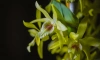 В Ботаническом саду 25 декабря расцветут орхидеи и бромелии