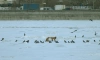 Эксперт предупредил, что лисицы будут чаще появляться в Петербурге в феврале