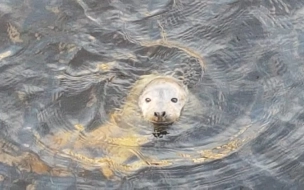 В Крюковом канале был замечен серый тюленёнок