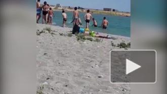 Видео: В Казахстане отдыхающие забили на пляже тюленя 
