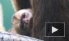 В Московском зоопарке родился детеныш капуцина плаксы