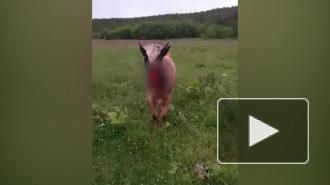 Медведь растерзал морду телке на Сахалине