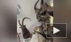 Житель Москвы повесил отрубленные головы животных в подъезде