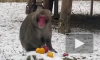В Ленинградском зоопарке показали, как японские макаки чистят мандарины